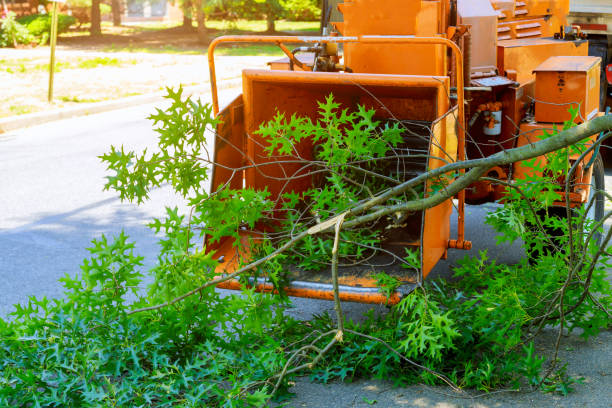 Seasonal Cleanup (Spring/Fall) in Mosheim, TN